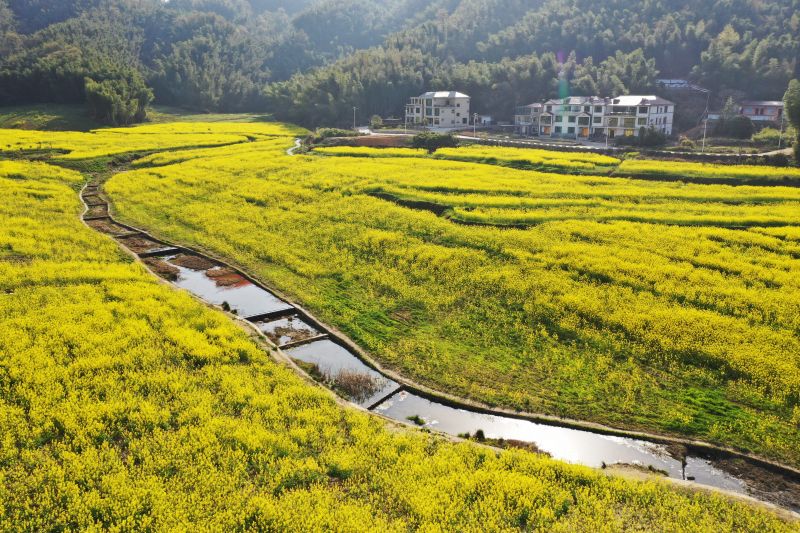 江西南昌：山村油菜花绽放 观赏正当时