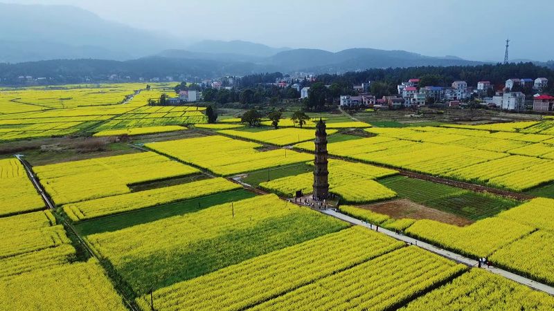 【视频】江西萍乡：油菜花扮靓莲花古村