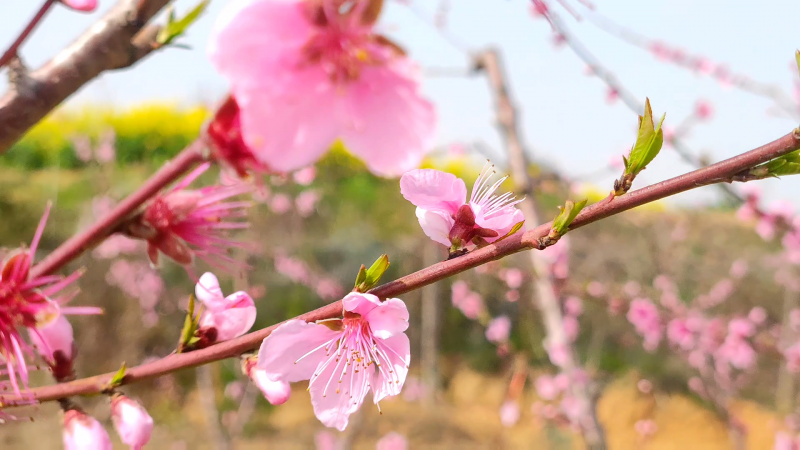 【视频】江西湖口：桃花节赏花游人如织