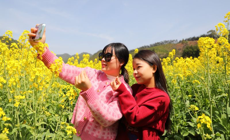 江西峡江：油菜花开引客来