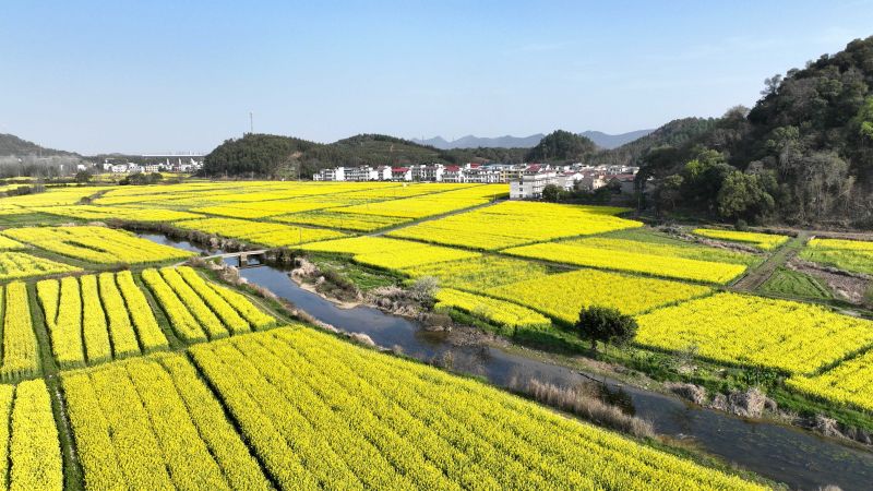 江西分宜：油菜花次第盛开