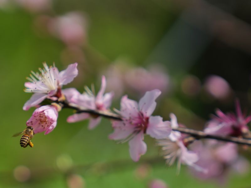 江西芦溪：桃花开 蜜蜂忙