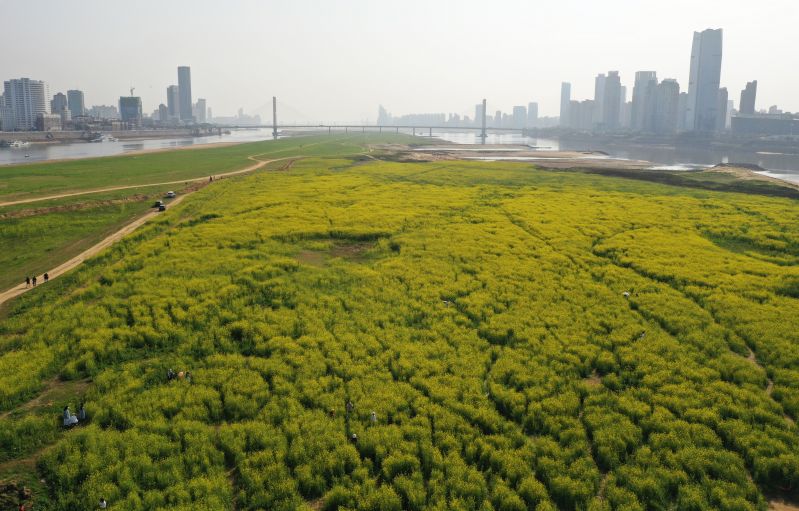 江西南昌：荒滩成花海 与城市相辉映