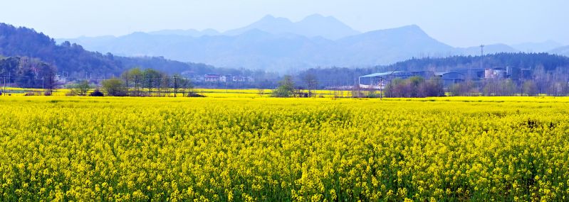 【视频】江西万载：油菜花扮靓乡村 “稻油轮作”促增收