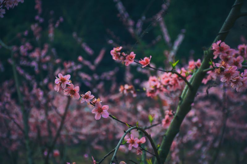 【视频】江西芦溪：春光潋滟桃花开