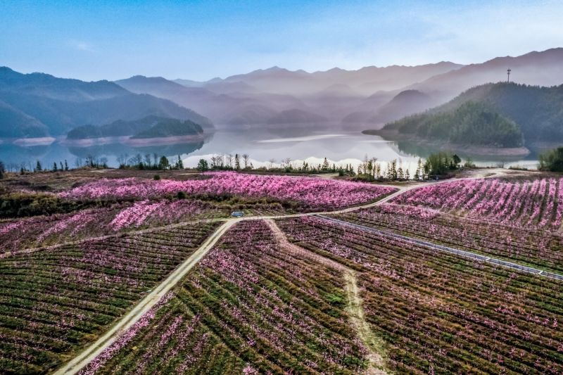 江西芦溪：桃花盛开春光美