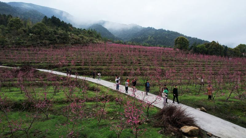 江西莲花：桃花绽放游客来 农旅融合促增收