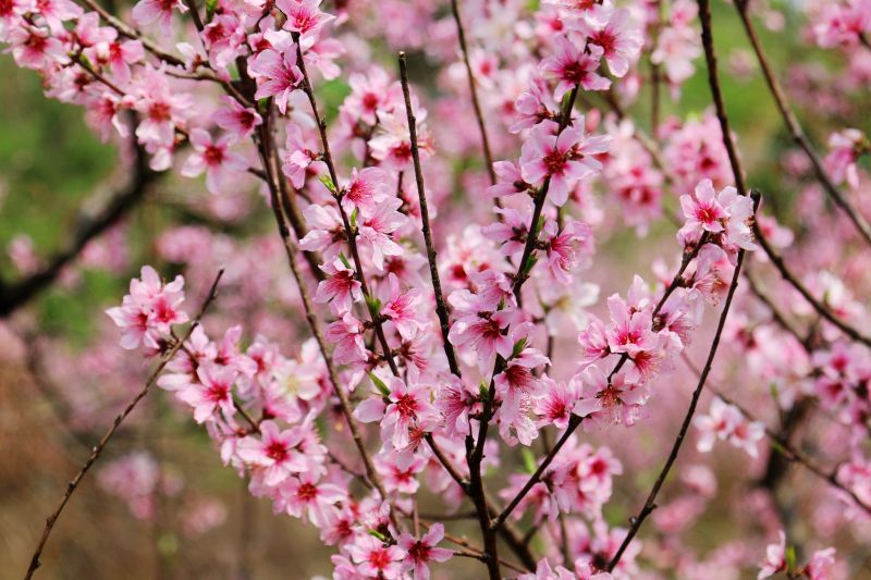 江西遂川：春分桃花怒放 姹紫嫣红