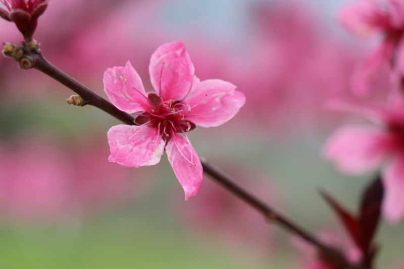 江西萍乡：赏花踏春好时节