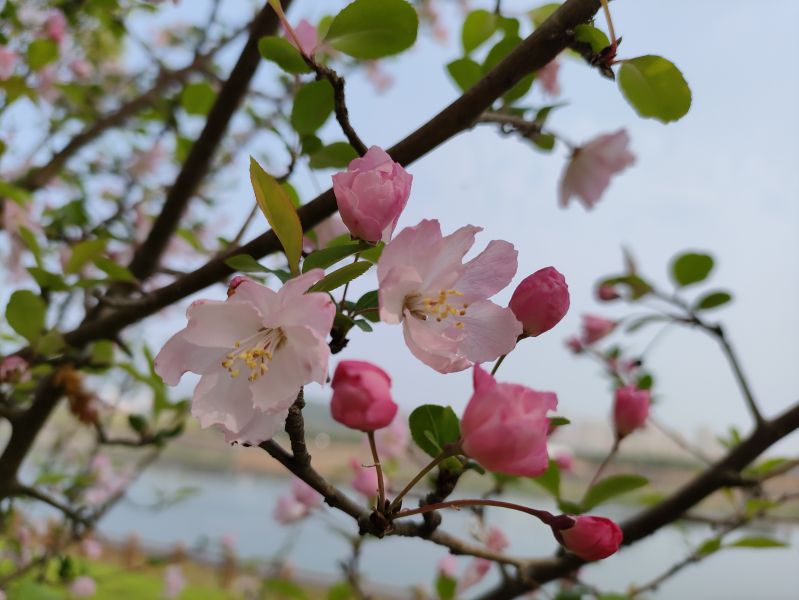 江西永新：百花齐放春意浓