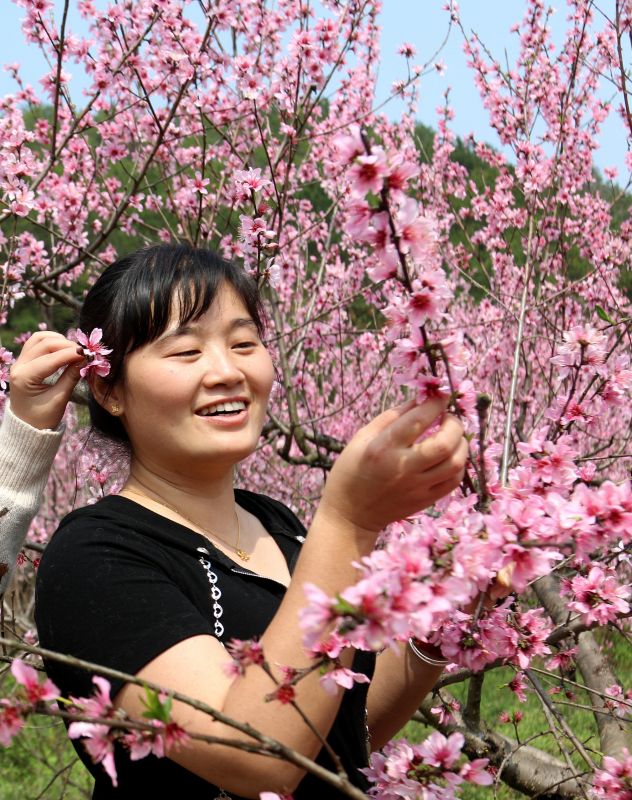 江西遂川： 桃花娇艳夺目开 游人踏青赏花来