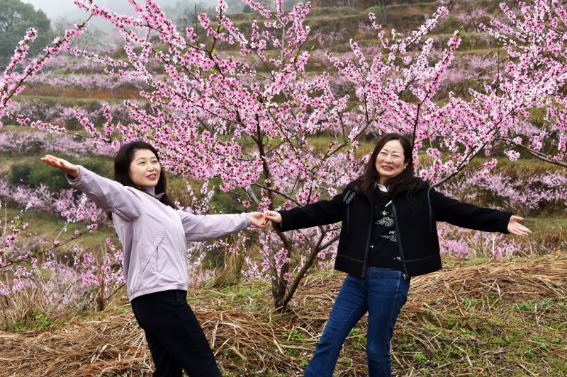 江西上饶：桃花盛开引来 众多游客观赏