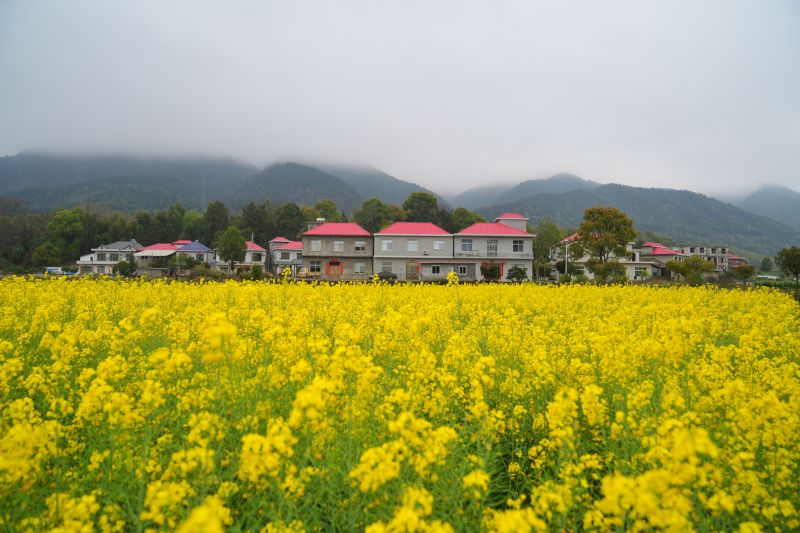 江西芦溪：油菜花开扮靓乡村