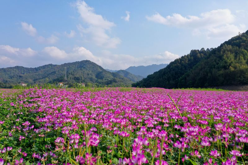 江西泰和：紫云英花开美如画