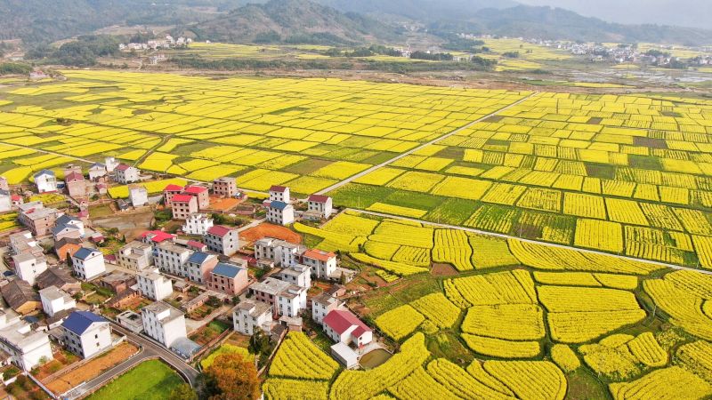 江西莲花：万亩油菜花海迎春光