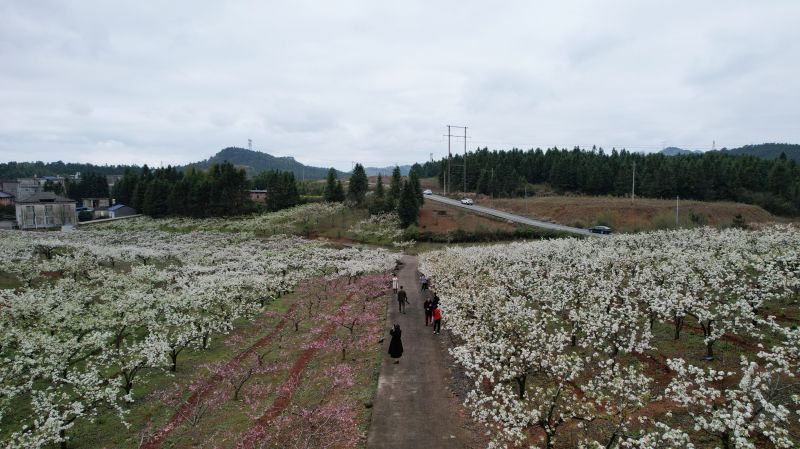 江西莲花：梨花开游客来