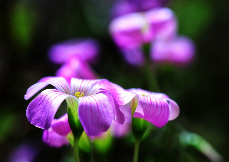 江西新余:天气晴好 鲜花绽放