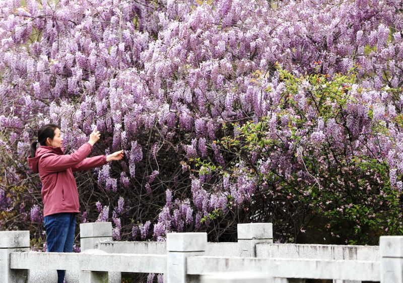 江西分宜：紫藤花开 春意烂漫