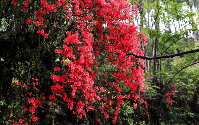 江西分宜：野生杜鹃花开似火