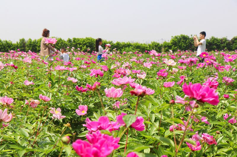 江西余干：芍药花开醉游人