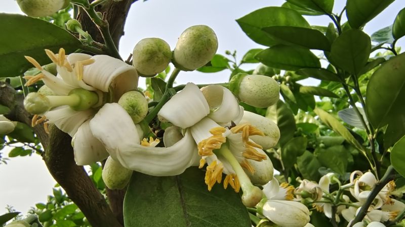 【视频】江西吉州：柚子花开 蜜蜂授粉