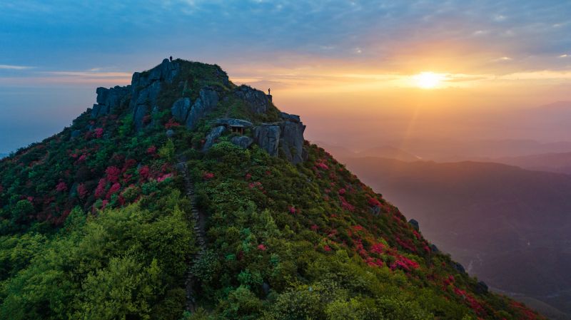 【视频】江西丰城：升华山杜鹃花开