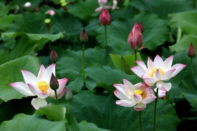 江西分宜：夏日“荷”相约 花开绘美景