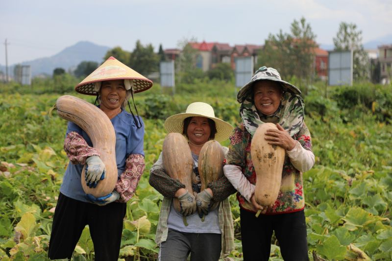 江西莲花：南瓜喜丰收 村民采摘忙