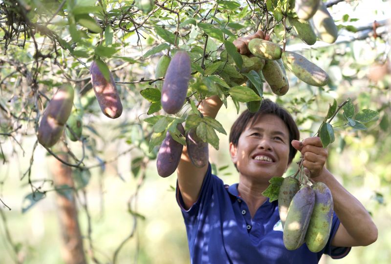 江西分宜：瓜果飘香喜丰收