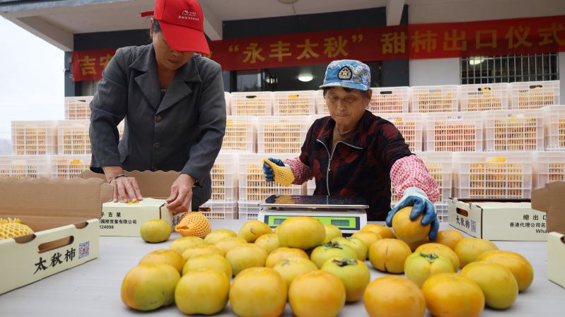 江西永丰：甜蜜“柿”业助农增收