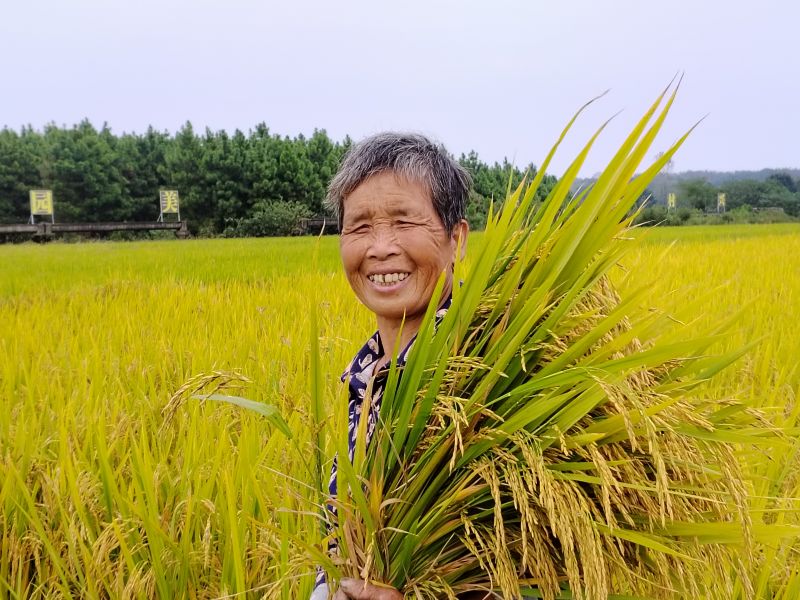 江西泰和：田园美  稻丰收