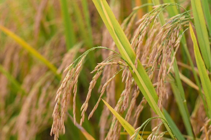 江西永丰：稻花香里说丰年