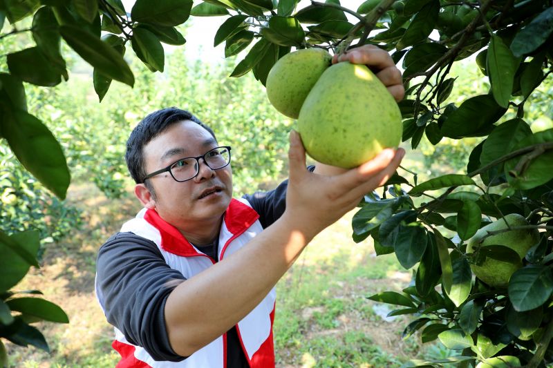 江西峡江：党员志愿者助农忙采摘