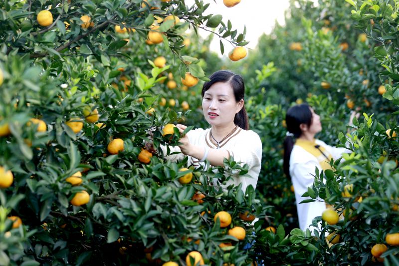 江西峡江：蜜橘丰收迎客来