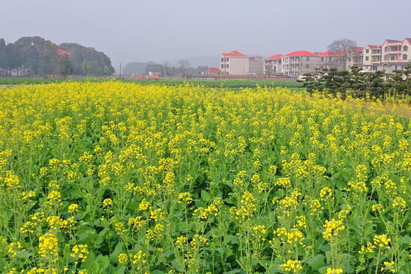 江西泰和：油菜花开春来早