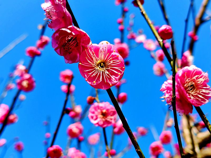 江西分宜：梅花盛开春意浓