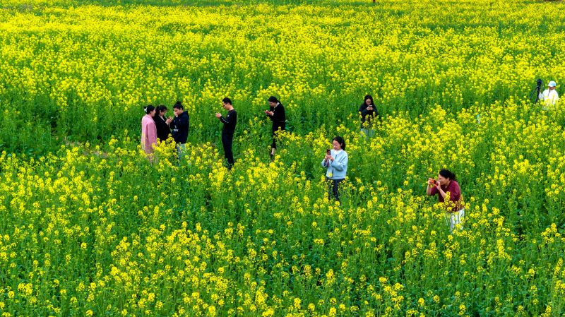 江西吉水：油菜花开春意浓