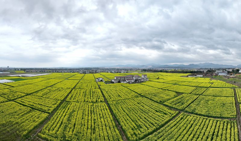 【视频】江西遂川：油菜花开点缀乡村