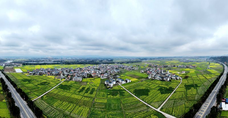 【视频】江西遂川：油菜花开春光美