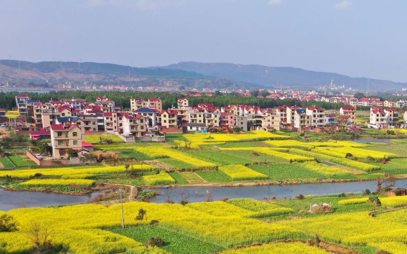 江西泰和：油菜花开春满园