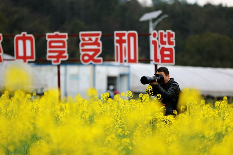 江西分宜：油菜花开春意浓 乡村美景入画来