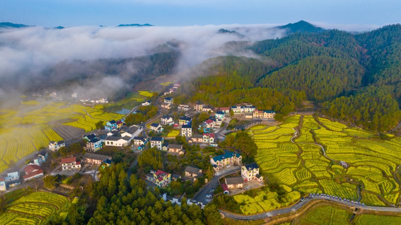 【视频】江西万安：油菜花开春意浓