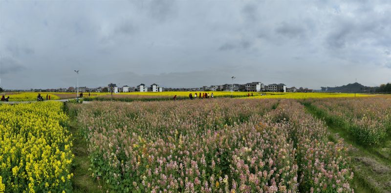 【视频】江西遂川：油菜花开惹人醉