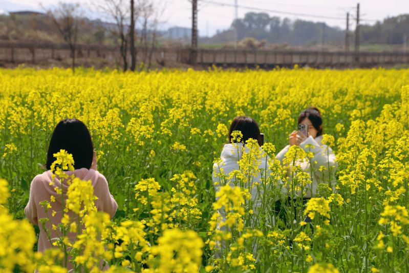 江西芦溪：油菜花开 邀您而来