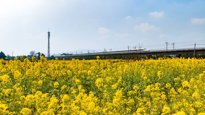 【视频】江西峡江：高铁穿越油菜花海