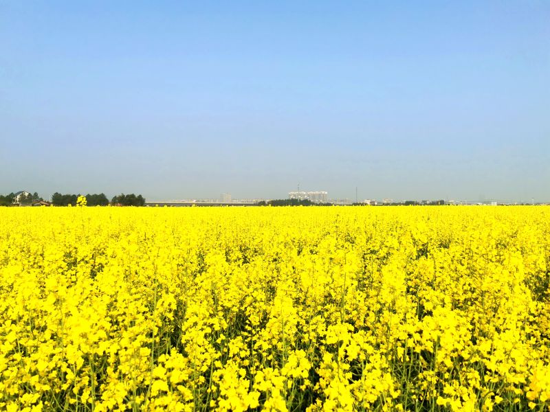 江西峡江：油菜花开景如画