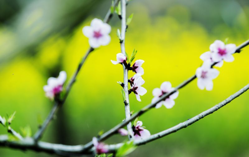 江西新余：桃花含苞待放醉春风