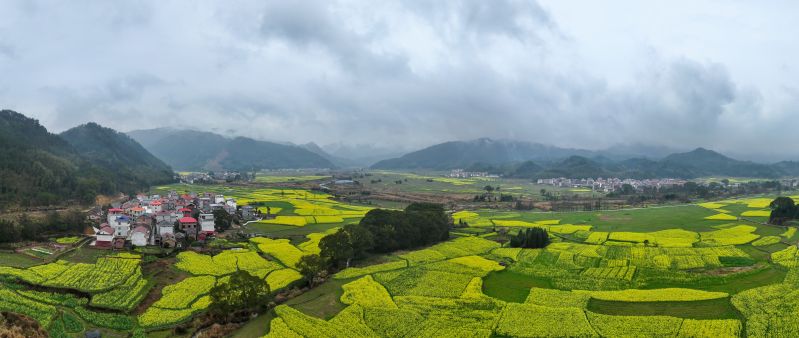 江西安福：油菜花开大地香