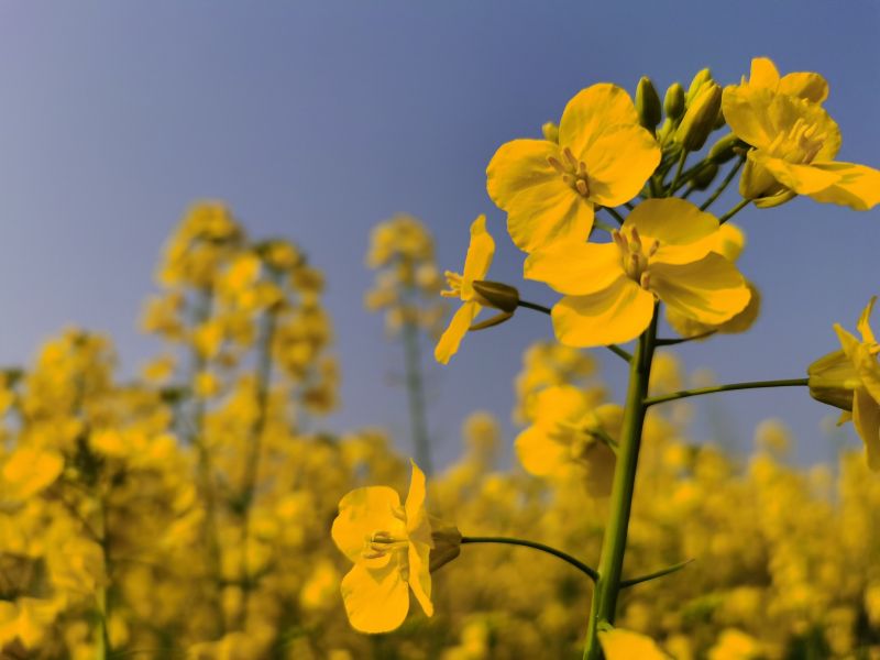 江西吉安：压畦春露菜花黄