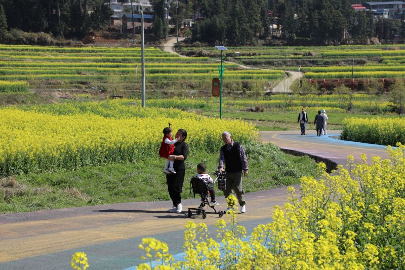 江西莲花：油菜花开正当时 游客踏青赏春来